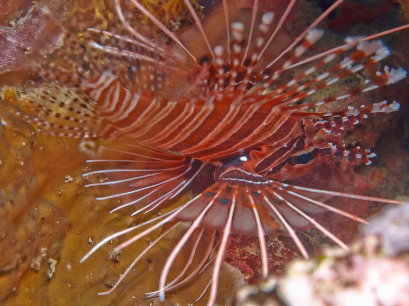 Lion Fish, Mirkos Point